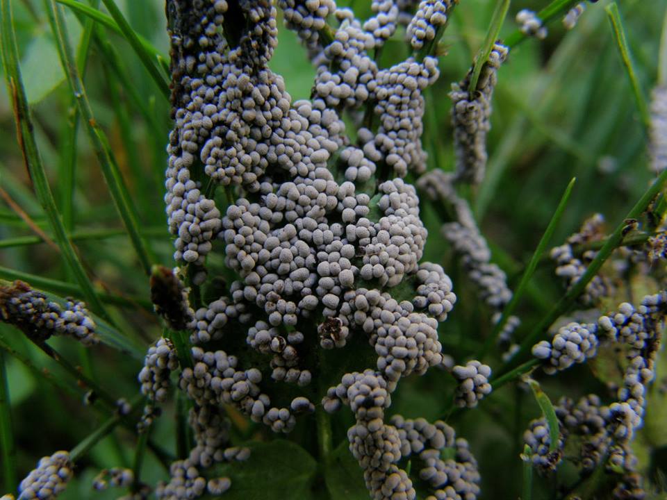 Badhamia foliicola??